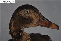 疣鼻栖鴨藏品圖，第13張
